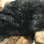 Our Mongolian Tibetan lamb fur plates, handpicked by expert craftsmen, offer superior quality. Each skin is made of the finest silky, long, and ultra-soft wool, ensuring it meets your standards. These plates are perfect for adding a touch of luxury to your home decor. You can use them to upholster furniture such as sofas, chairs, ottomans, benches, etc. They are also widely used in the fashion industry to create scarves, boas, tote bags, garments, and accessories. These 2ft x 4ft plates made with 4-5 inch long curly soft wool offer both style and comfort, making them an excellent choice for home decor or fashion.